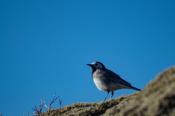 White wagtail outdoors on a rock with moss, in sunlight