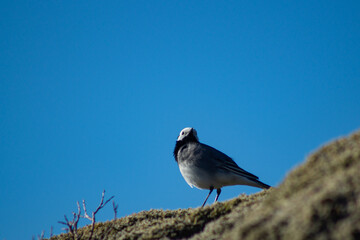 White wagtail outdoors on a rock with moss, in sunlight