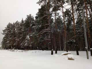 pine forest in the snow in winter