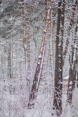 Fototapeta premium trees with a branches and leaves in snow in winter