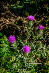 Morning walk at Devils Punch Bowl July 2020