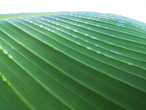 close up of leaf with water drops
