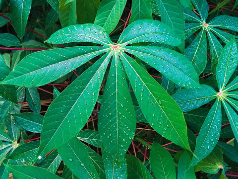 close up of leaves