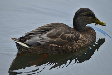 Duck in water