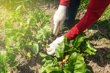 Fototapeta premium hands clearing weed from the beet bed