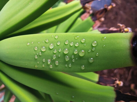 water drops on a green banana
