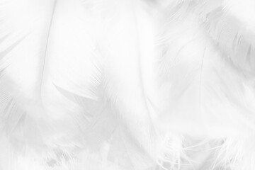 Obraz premium Beautiful white feather wooly pattern texture background
