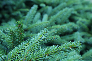 A texture furry branches Green background