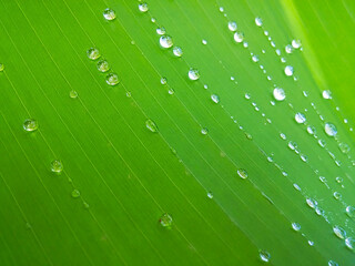 green leaf with water drops