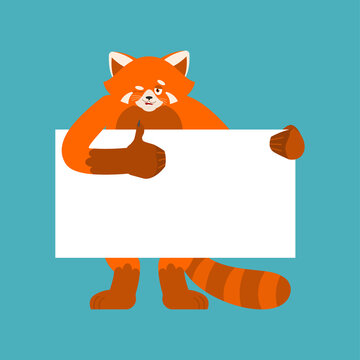 Red panda holding banner blank. Wild animal and white blank. Beast thumb up and winks joyful emotion. place for text. Vector illustration