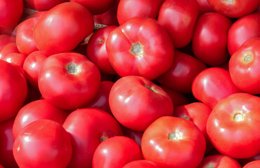 close up harvest of pink tomatoes