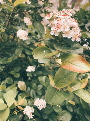 flowers in the water