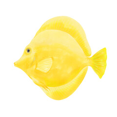 Watercolor illustration of Yellow Tang Fish. Hand drawn. Isolated on white background. 