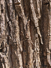 tree bark texture close-up, background