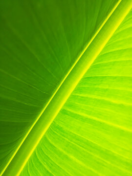 green leaf background