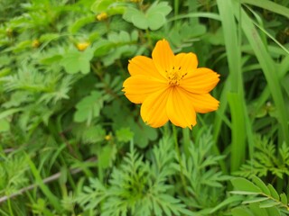 yellow flower in the garden