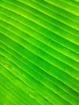 green leaf texture