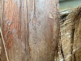 Dried coconut fiber and texture with natural fibers