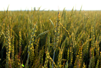 Sprouted green wheat on the field