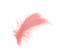 Beautiful light pink feather isolated on white background