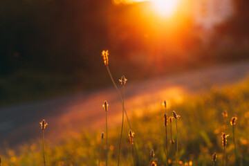 Wild flowers and grass in golden light from setting sun, close up
