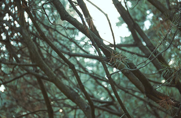 Background of tree trunks, surrounded by fern in a forest