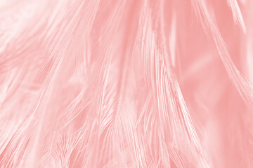 Beautiful light pink feather pattern texture background