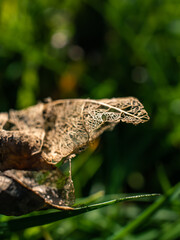 Dry leaf