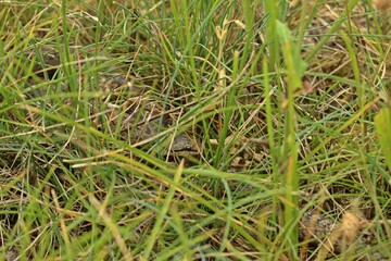 Schlingnatter (Coronella austriaca) im Gras