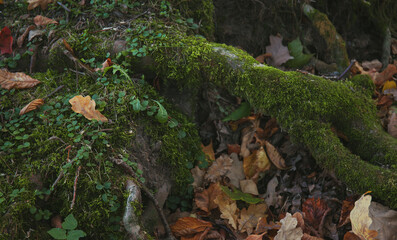 Mossy tree roots among gold fallen leaves