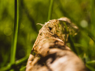Dry leaf macro