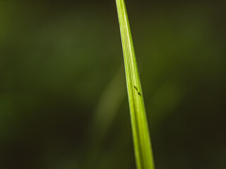 Blade of green grass