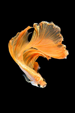 Close up art movement of Betta fish or Siamese fighting fish isolated on black background.Fine art design concept.