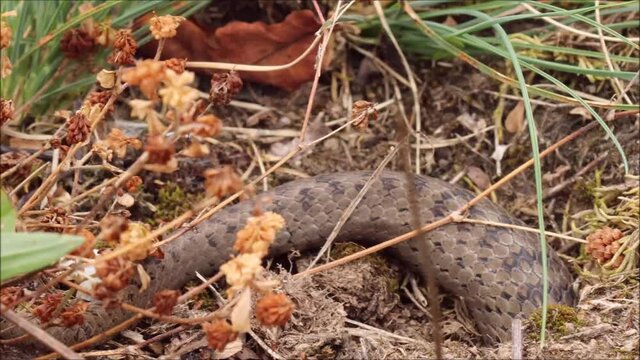 Schlingnatter (Coronella austriaca) kriecht in Mauseloch