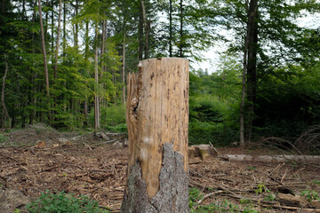 A sawn-off stump in a deforested area - Stockphoto