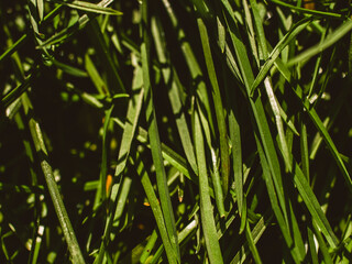Green grass in the sunlight