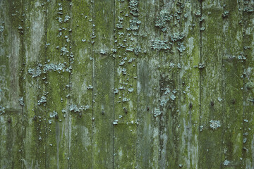 Wooden doors textured with moss