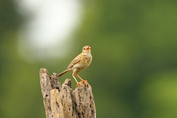 Bird on a branch