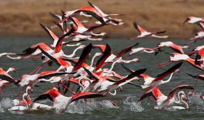 Greater flamingos in the water