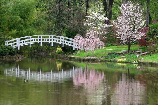 Duke Garden at Spring time, durham,nc