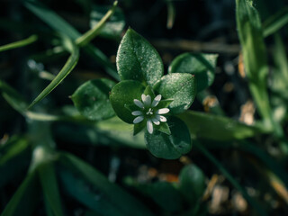 Small flower in the garden