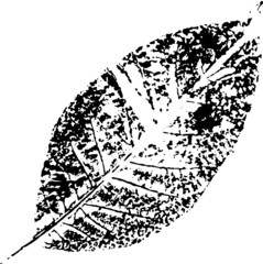 Leaf brush. Black ink decal walnut leaf. Suitable for use as a brush.