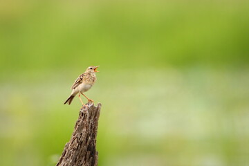 Bird on a branch
