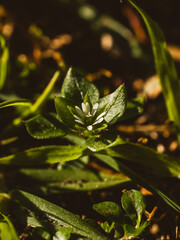 green leaves on the ground