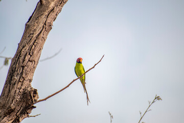 A plum headed parakeet sitting on a branch of a tree with yellow beak