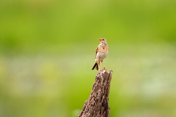 Bird on a branch