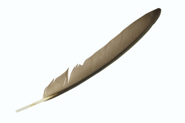 Beautiful colorful feather isolated on white background