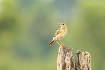 Bird on a branch