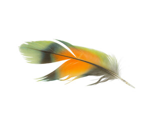 Beautiful  macaw parrot lovebird feather isolated on white background
