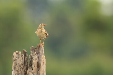Bird on a branch